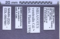 Etikette zu Melanotus ventralis (Candèze, 1860) (NHMW-ZOO-COL-0007661)